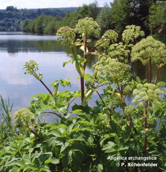 Angelica Archangelica
